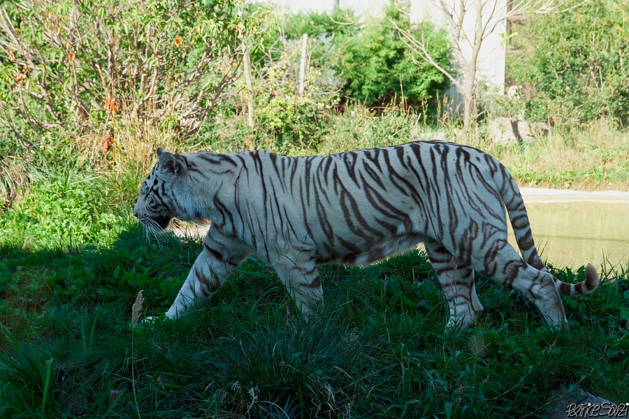 20120826-zooAmneville-1041.jpg - 26/08/2012-Zoo d'Ammnéville (57)