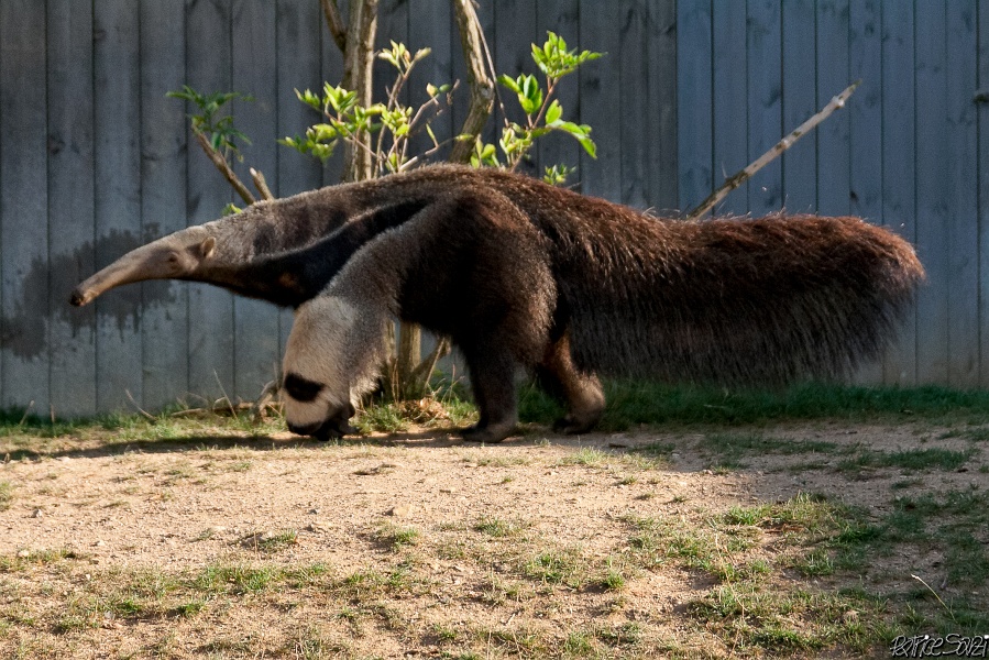 20120826-zooAmneville-1042.jpg - 26/08/2012-Zoo d'Ammnéville (57)