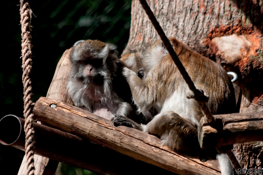 20120826-zooAmneville-1043.jpg - 26/08/2012-Zoo d'Ammnéville (57)