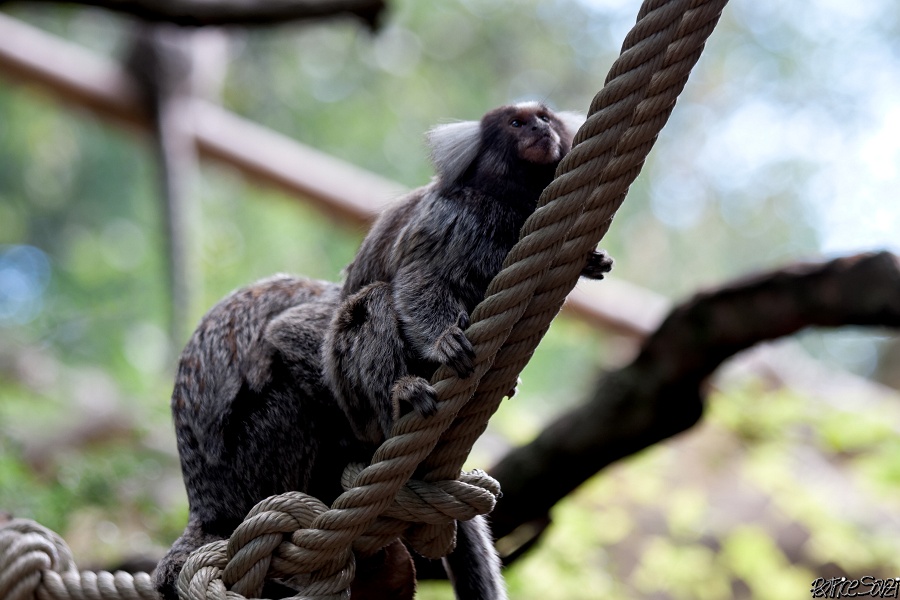 20120826-zooAmneville-1044.jpg - 26/08/2012-Zoo d'Ammnéville (57)