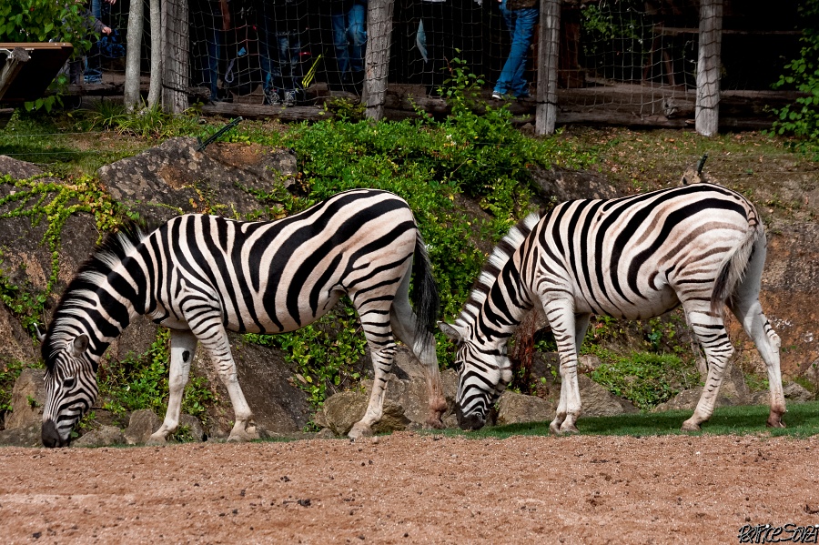 20120826-zooAmneville-1050.jpg - 26/08/2012-Zoo d'Ammnéville (57)