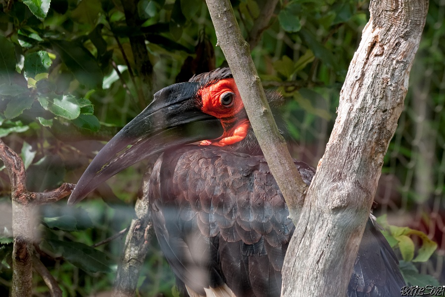 20120826-zooAmneville-1052.jpg - 26/08/2012-Zoo d'Ammnéville (57)