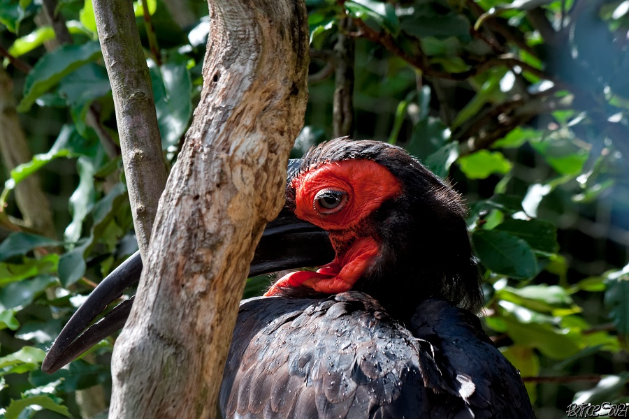 20120826-zooAmneville-1053.jpg - 26/08/2012-Zoo d'Ammnéville (57)