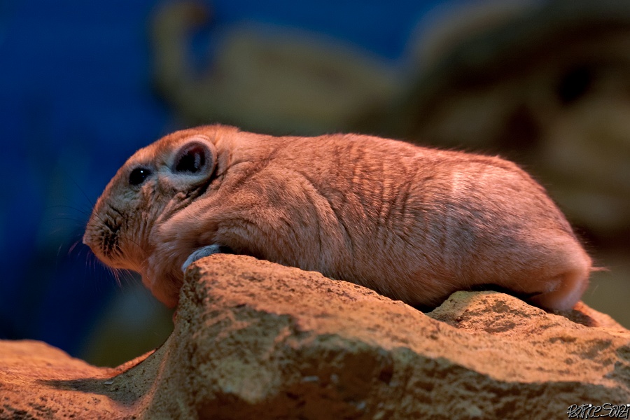 20120826-zooAmneville-1054.jpg - 26/08/2012-Zoo d'Ammnéville (57)