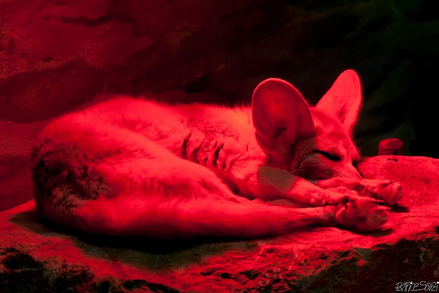 20120826-zooAmneville-1057.jpg - 26/08/2012-Zoo d'Ammnéville (57)