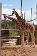 20120826-zooAmneville-1001
