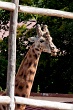 20120826-zooAmneville-1004
