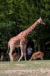 20120826-zooAmneville-1005