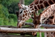 20120826-zooAmneville-1006