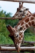 20120826-zooAmneville-1008
