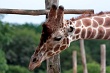20120826-zooAmneville-1009