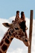 20120826-zooAmneville-1010