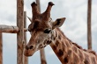 20120826-zooAmneville-1011