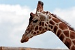 20120826-zooAmneville-1012