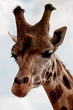 20120826-zooAmneville-1013