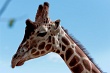 20120826-zooAmneville-1017