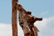 20120826-zooAmneville-1019