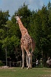 20120826-zooAmneville-1021