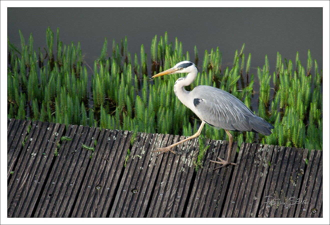 201004-heron-0004-p3- br lc