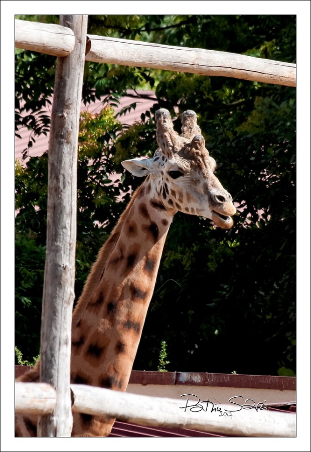 20120826-zooAmneville-1004 br lc