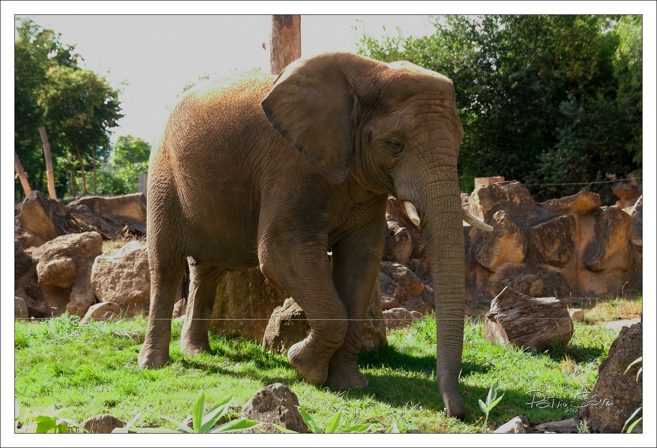 20120826-zooAmneville-1025 br lc