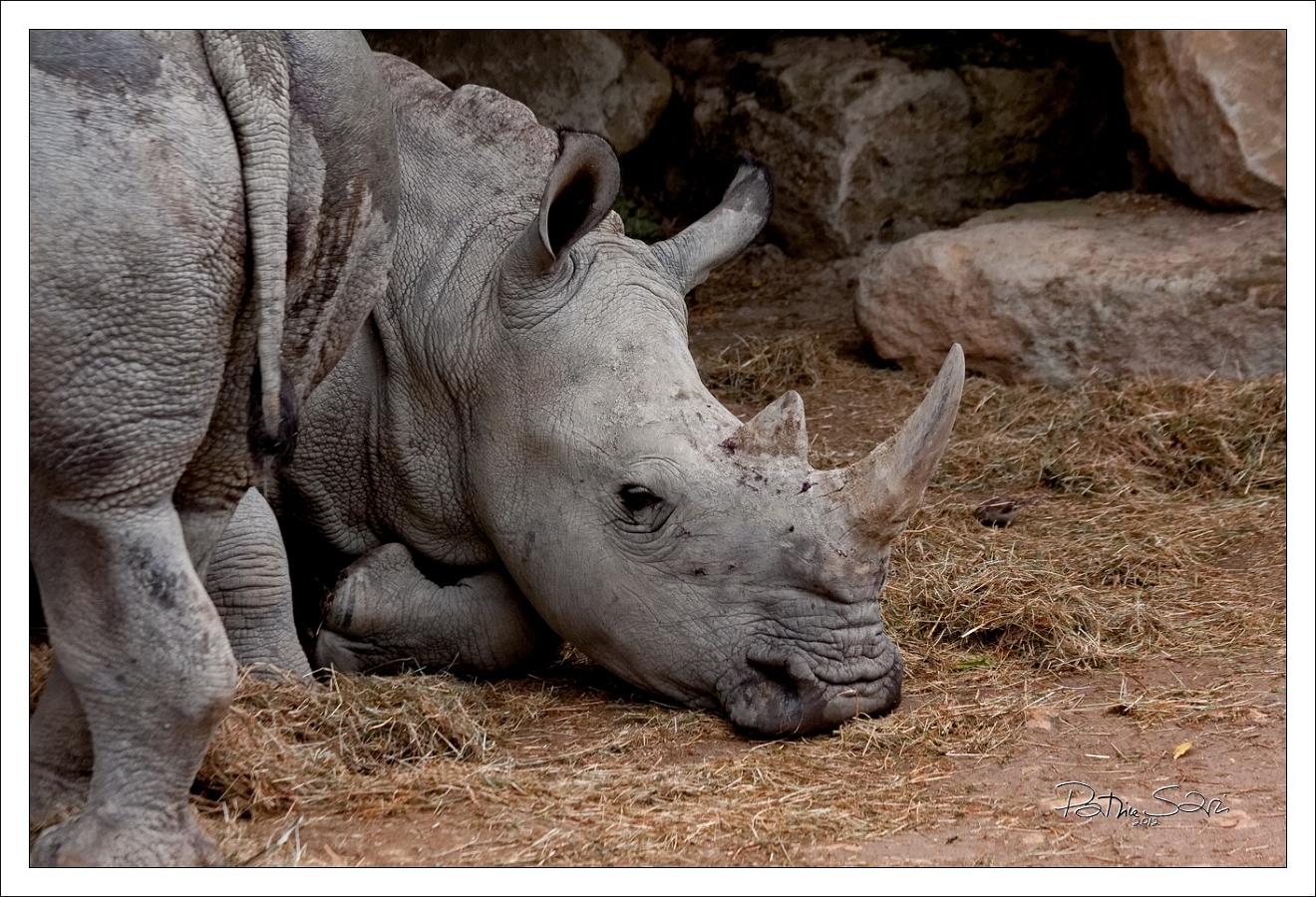 20120826-zooAmneville-1033 br lc