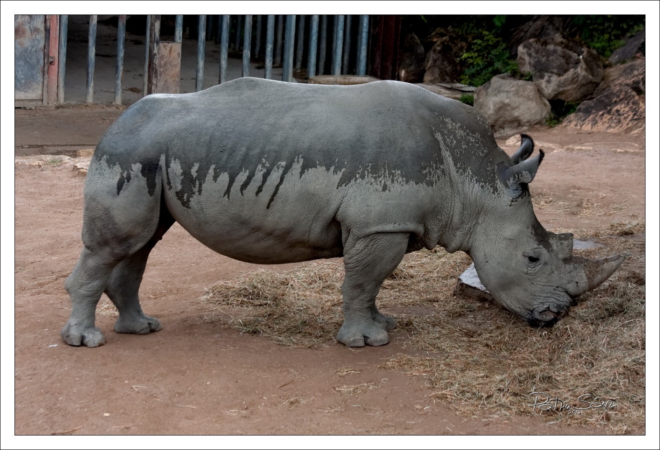 20120826-zooAmneville-1034 br lc