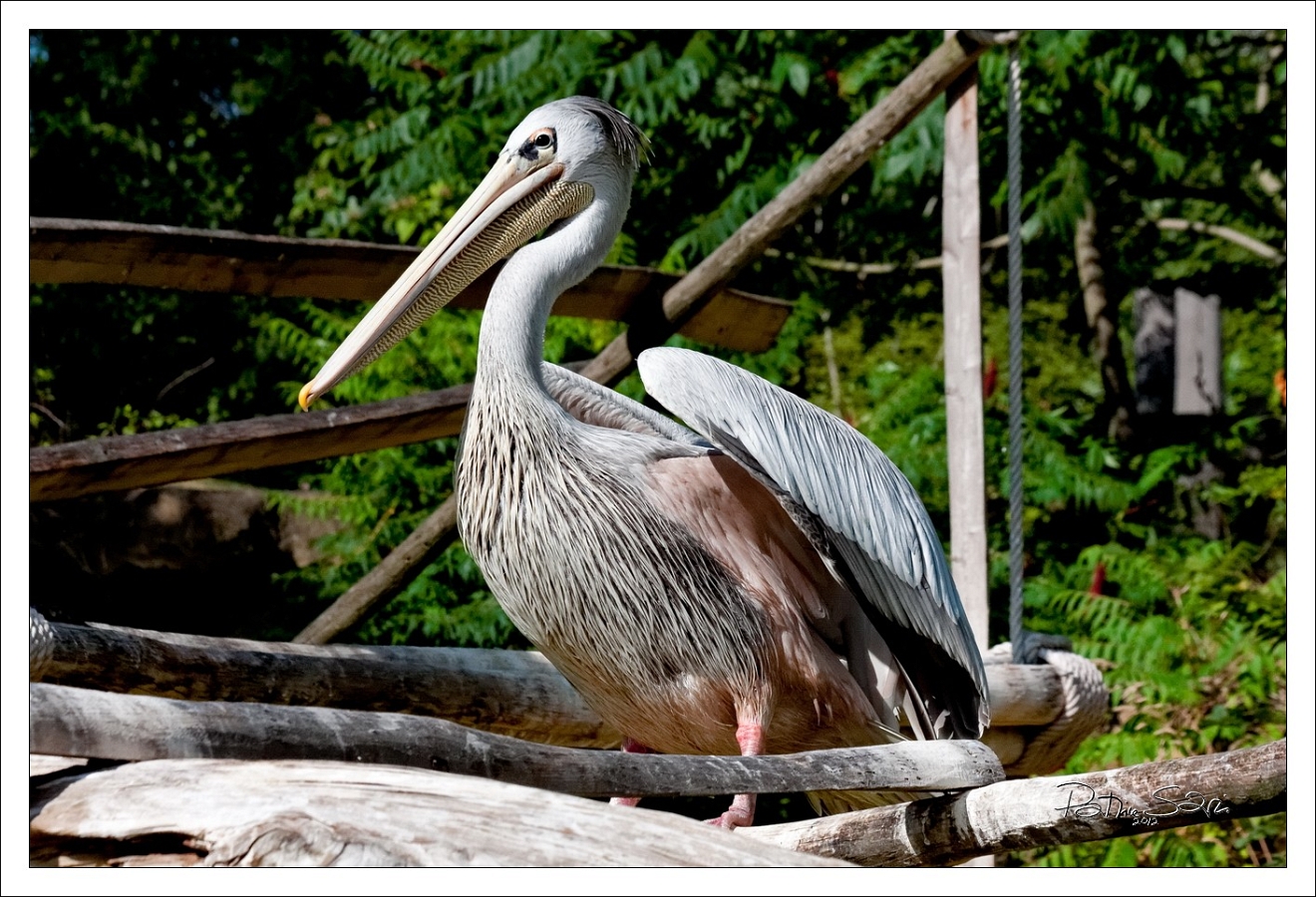20120826-zooAmneville-1061 br lc