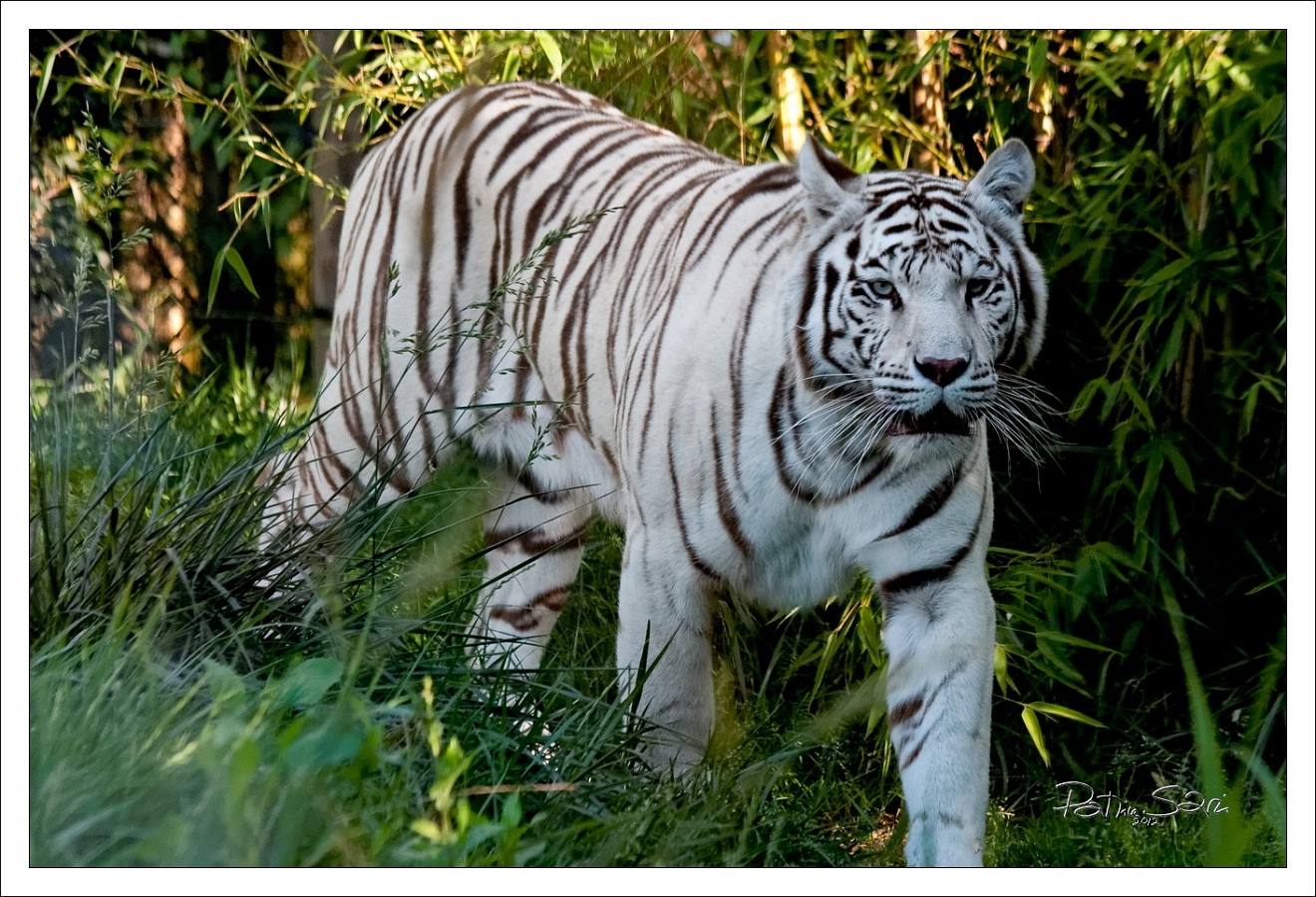 20120826-zooAmneville-1074 br lc