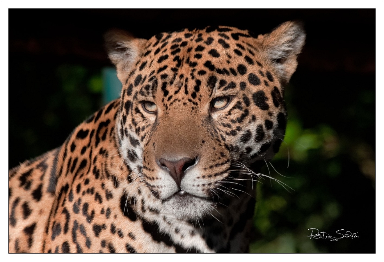 20120826-zooAmneville-1085 br lc