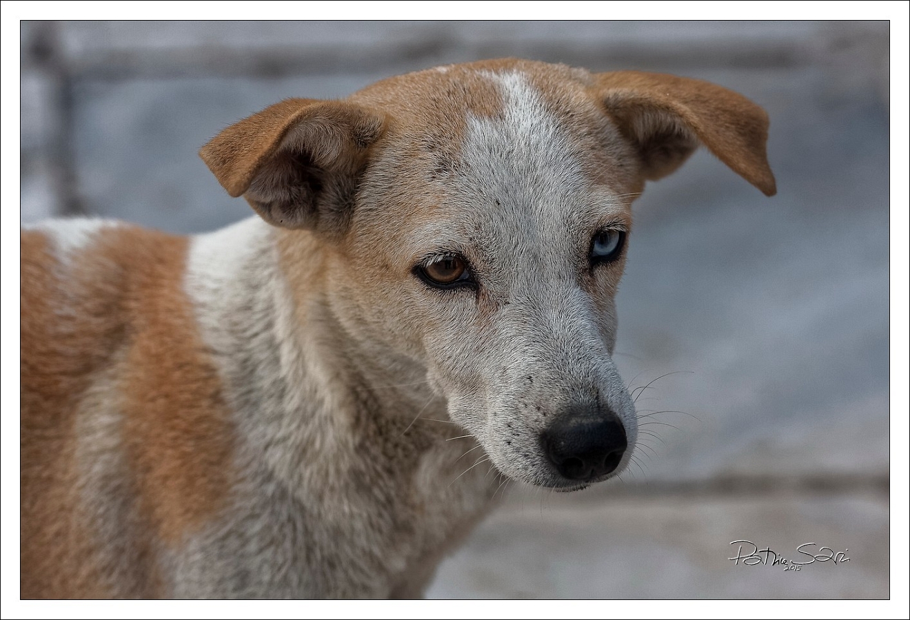 20151210-1037-p4 br lc