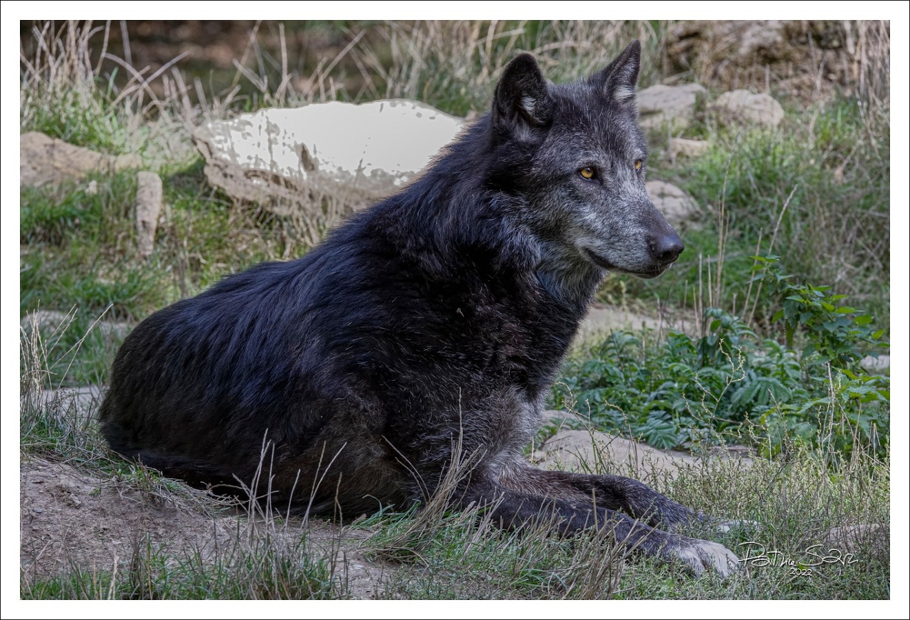 20220919-0612-p5s150+ s br bs