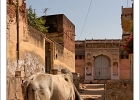 20110327-2523-p4 br lc - 27/03/2011-Les Havelis (Région du Shekhawati) (Inde)-->Vache sacrée