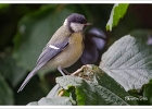 20240704 1002 P22-s-br-bs - 04/07/2024-Nancy-Shooting oiseaux
