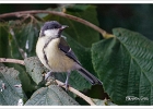 20240704 1004 P22-s-br-bs - 04/07/2024-Nancy-Shooting oiseaux