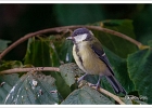 20240704 1005 P22-s-br-bs - 04/07/2024-Nancy-Shooting oiseaux