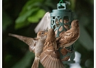20240704 1016 P22-s-br-bs - 04/07/2024-Nancy-Shooting oiseaux