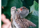 20240704 1017 P22-s-br-bs - 04/07/2024-Nancy-Shooting oiseaux