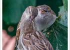 20240704 1018 P22-s-br-bs - 04/07/2024-Nancy-Shooting oiseaux