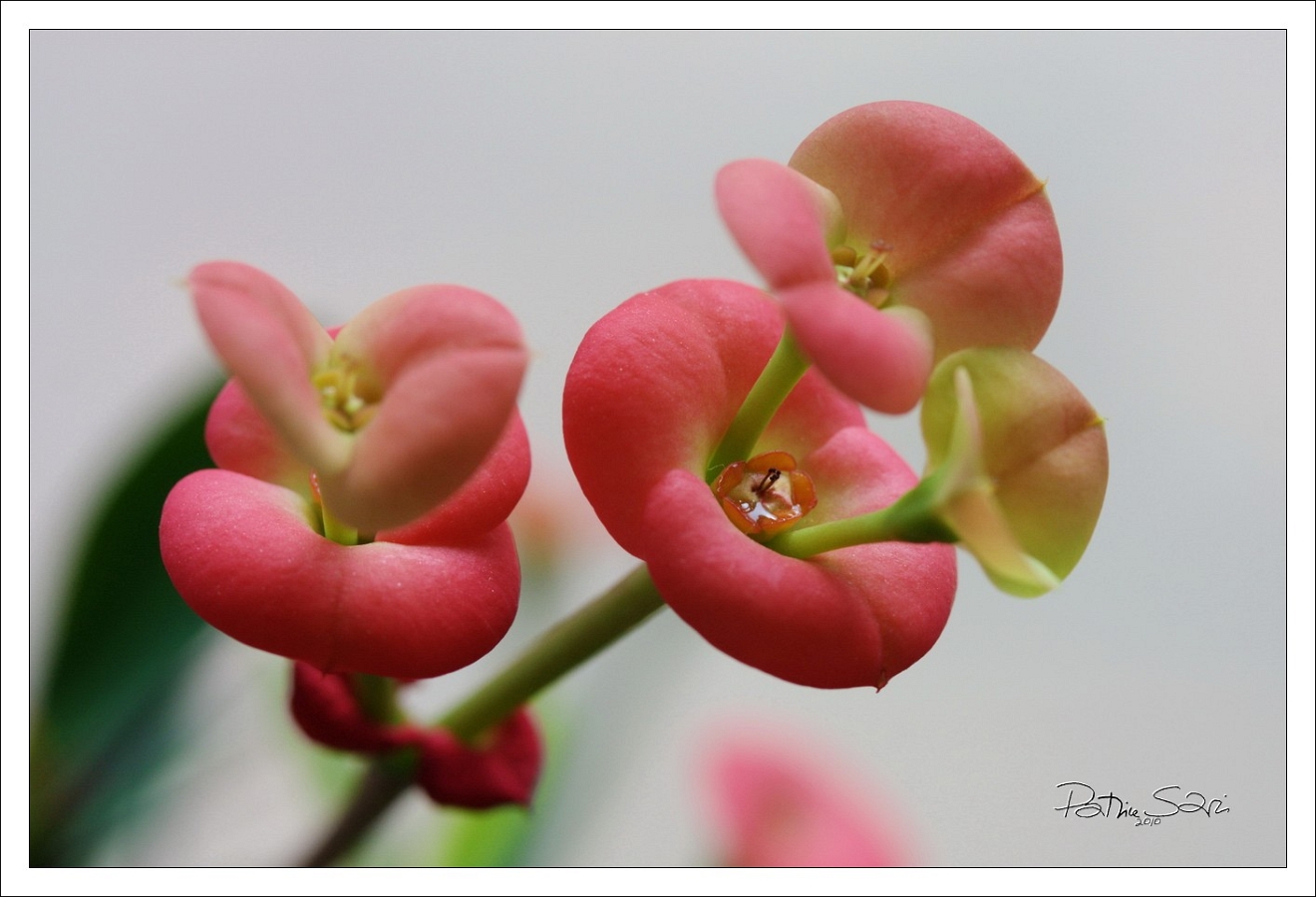 201012-Fleurs-0001 br lc
