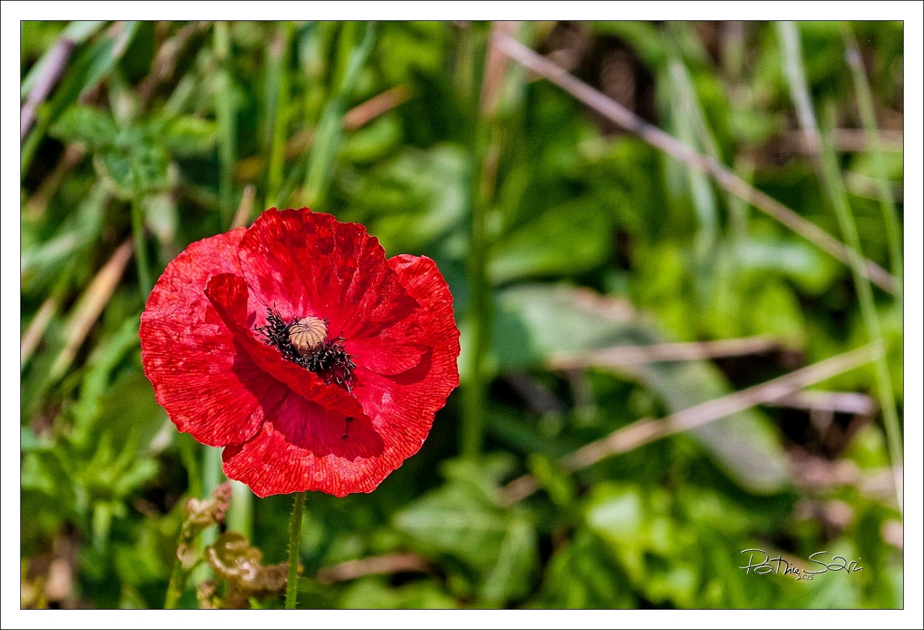 20150516-3012-p4 br lc